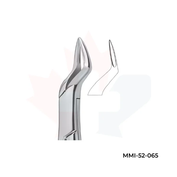 Incisors and Roots 65