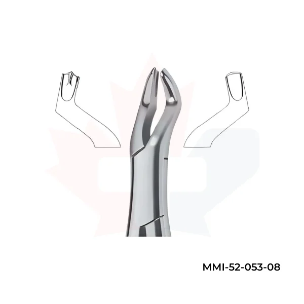 Molars , Right 53R