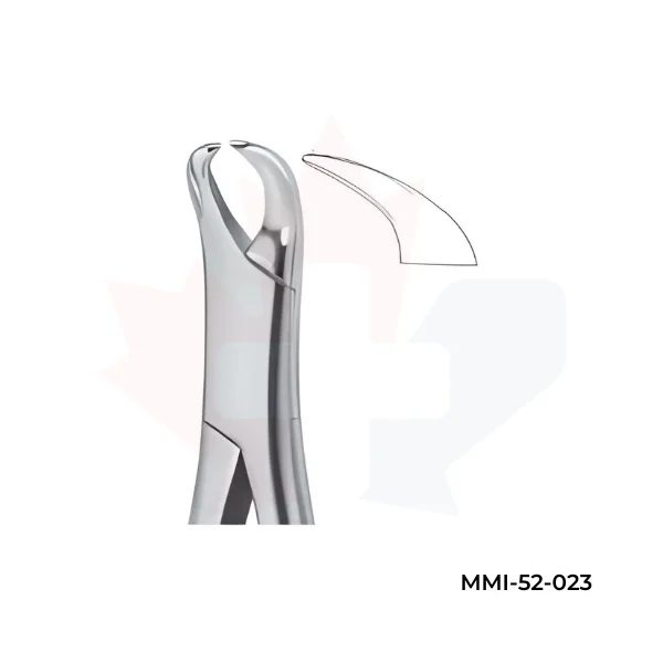 Molars