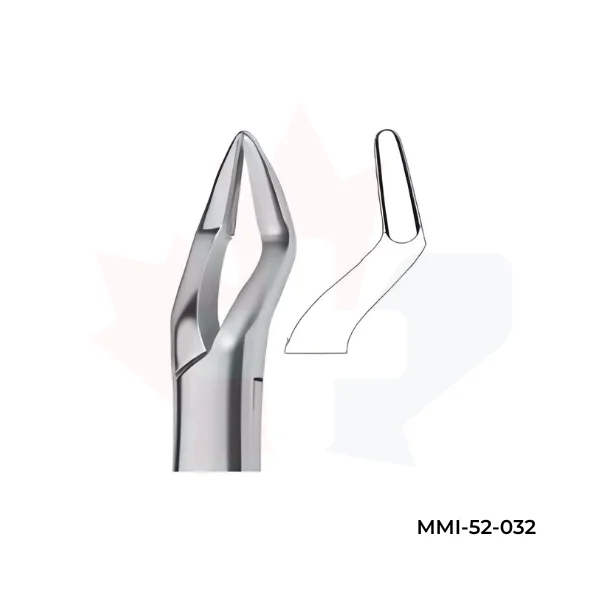 Parmly Molars and bicuspids 32