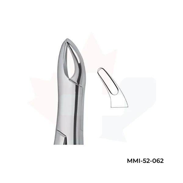 Teeth and Roots,Universal also for Children 62