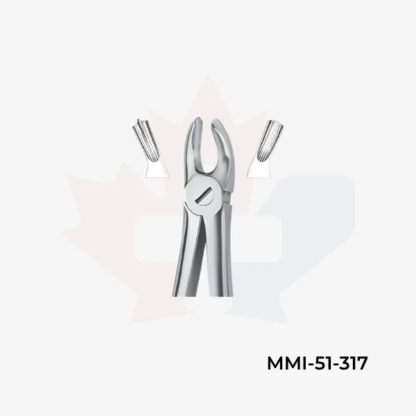 Molars 17